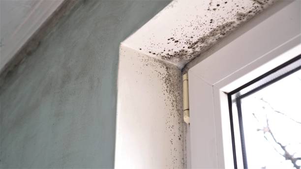 Best Residential Mold Inspection & Testing  in Orange, CA