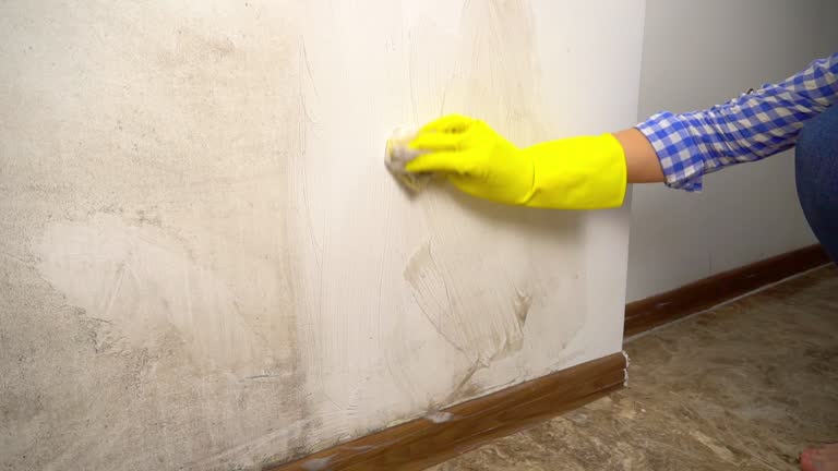 Best Black Mold Removal  in Orange, CA